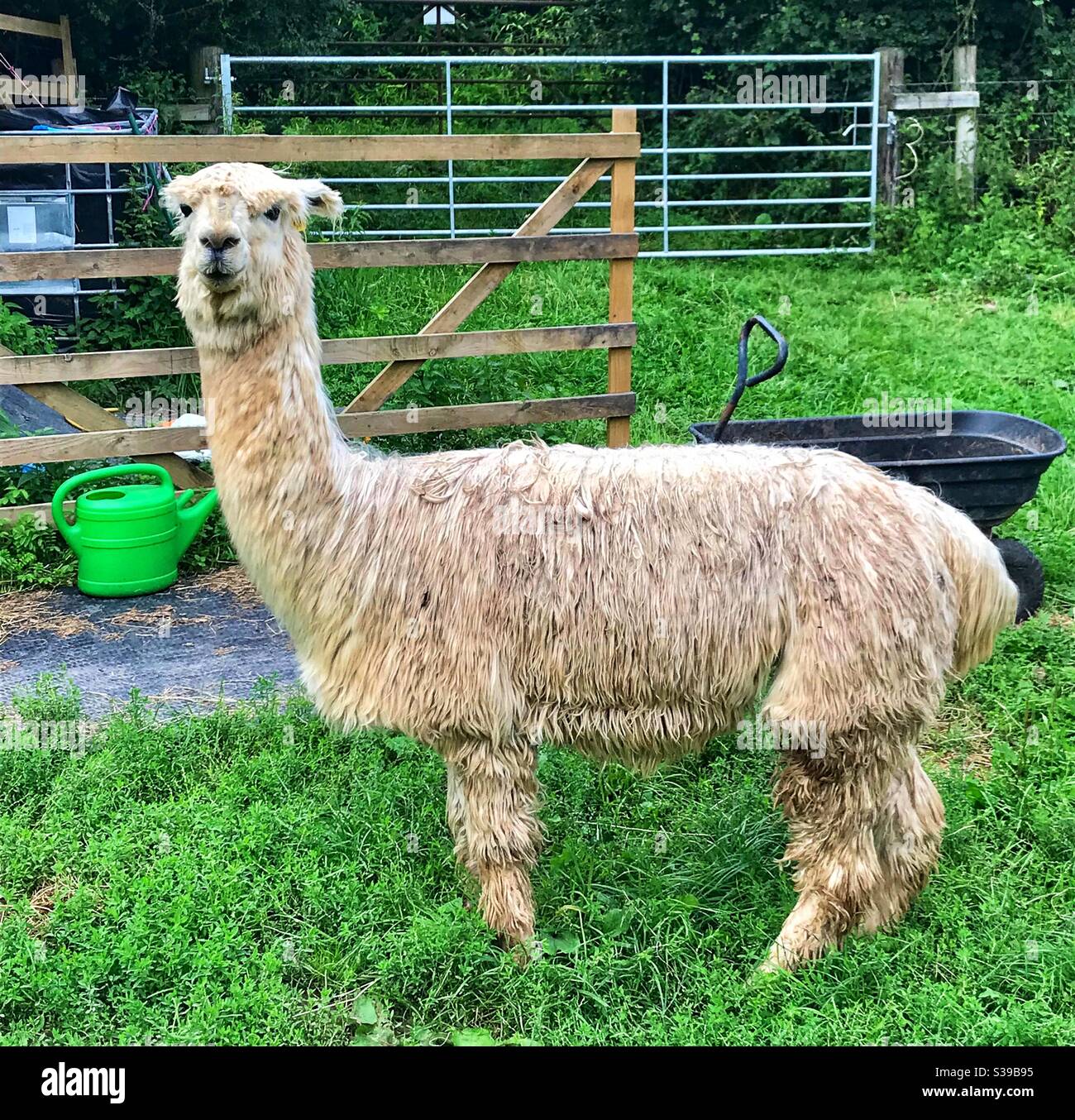 Alpaca Erlebnis - Smartphone-aufgenommenes Stockfoto