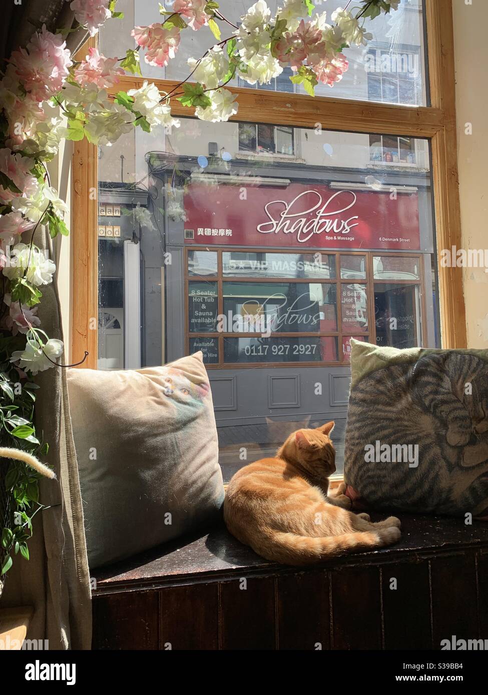 Ginger tabby in einem Bristol CAT Cafe Stockfoto