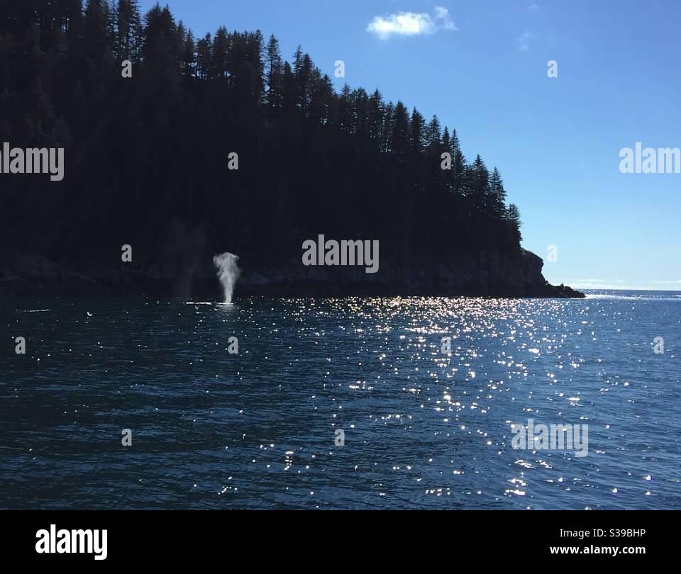Wal im Kenai Fjords National Park - Smartphone-aufgenommenes Stockfoto