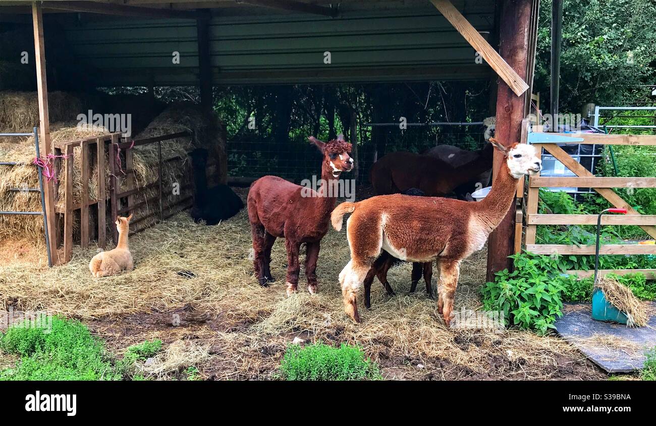 Alpaca Erlebnis - Smartphone-aufgenommenes Stockfoto
