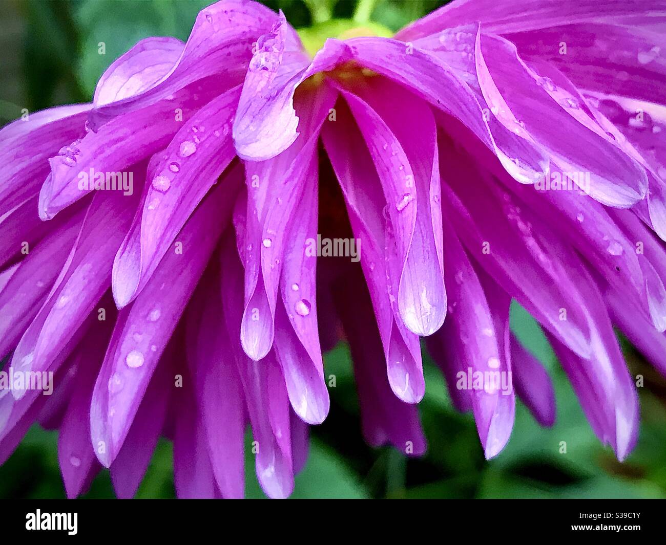 Dahlia Blume in meinem Garten 2. September 2020 Stockfoto
