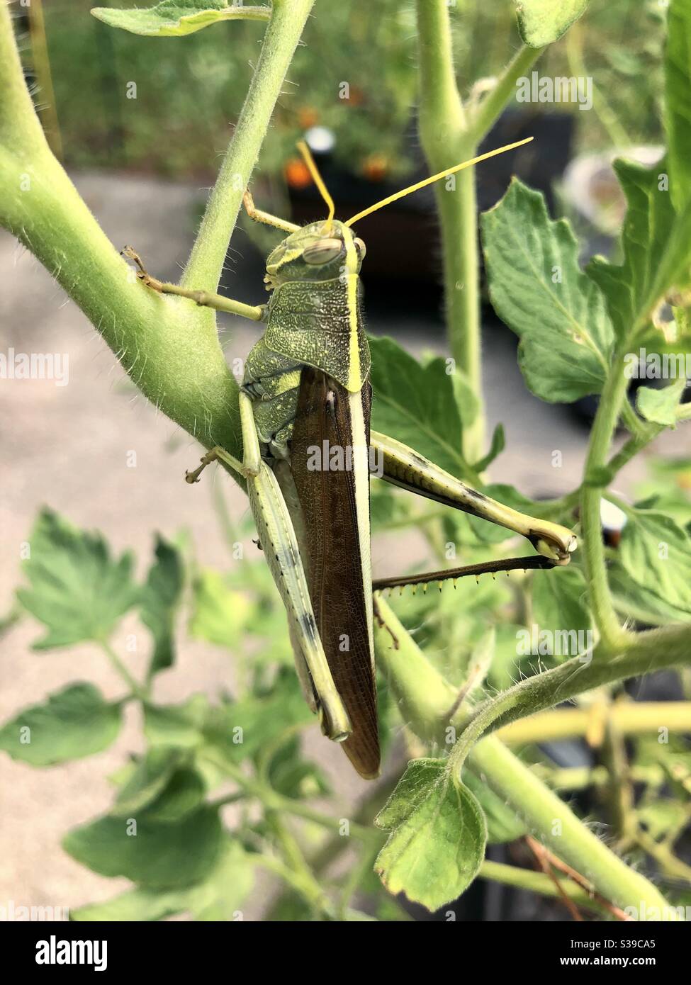 Schöne obskure Vogel Grasshopper frisch aus einem kürzlich vergießen Sein altes Exoskelett Stockfoto