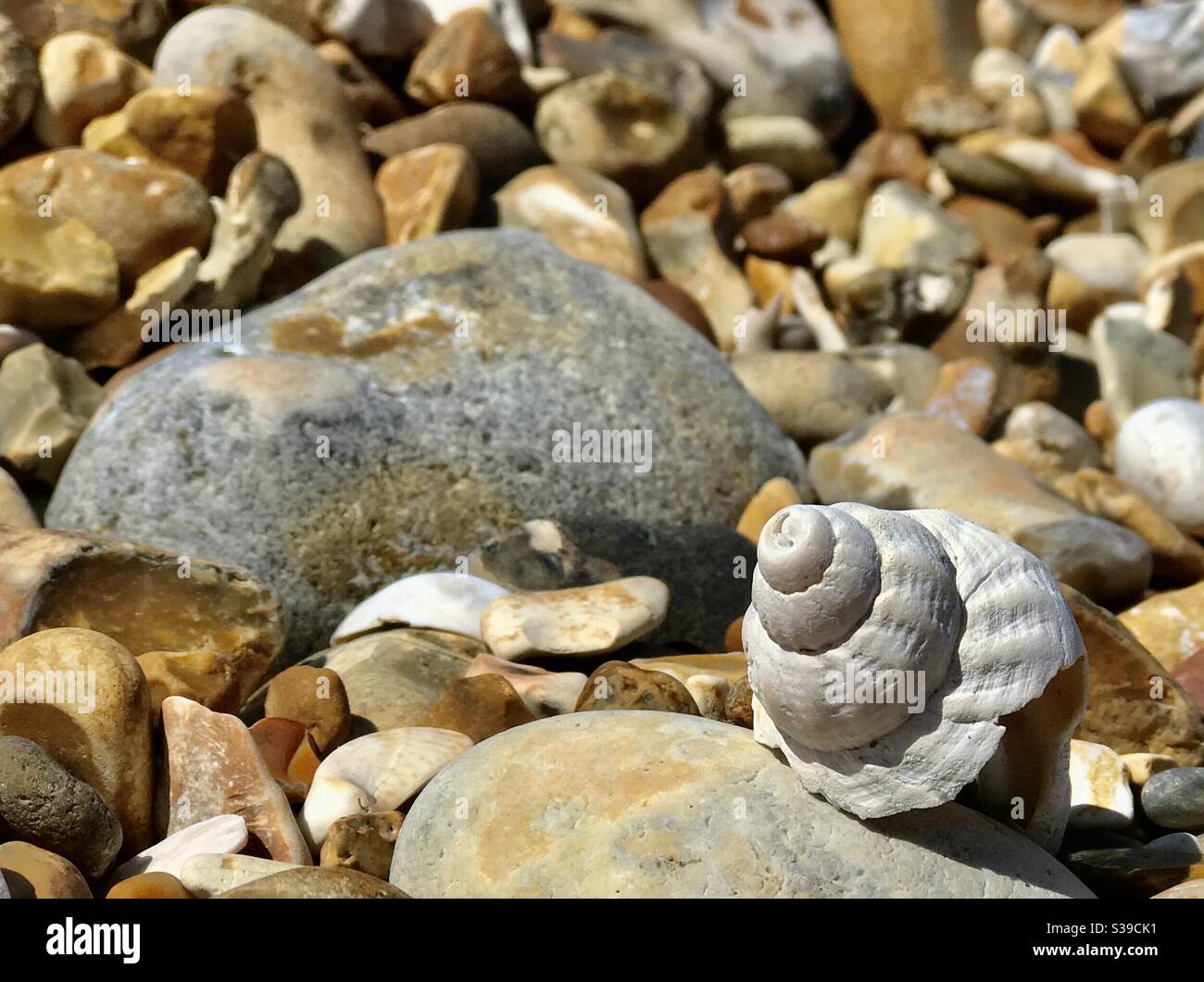 Whelks Muschel und Kieselsteine am Strand von Hayling Island Stockfoto
