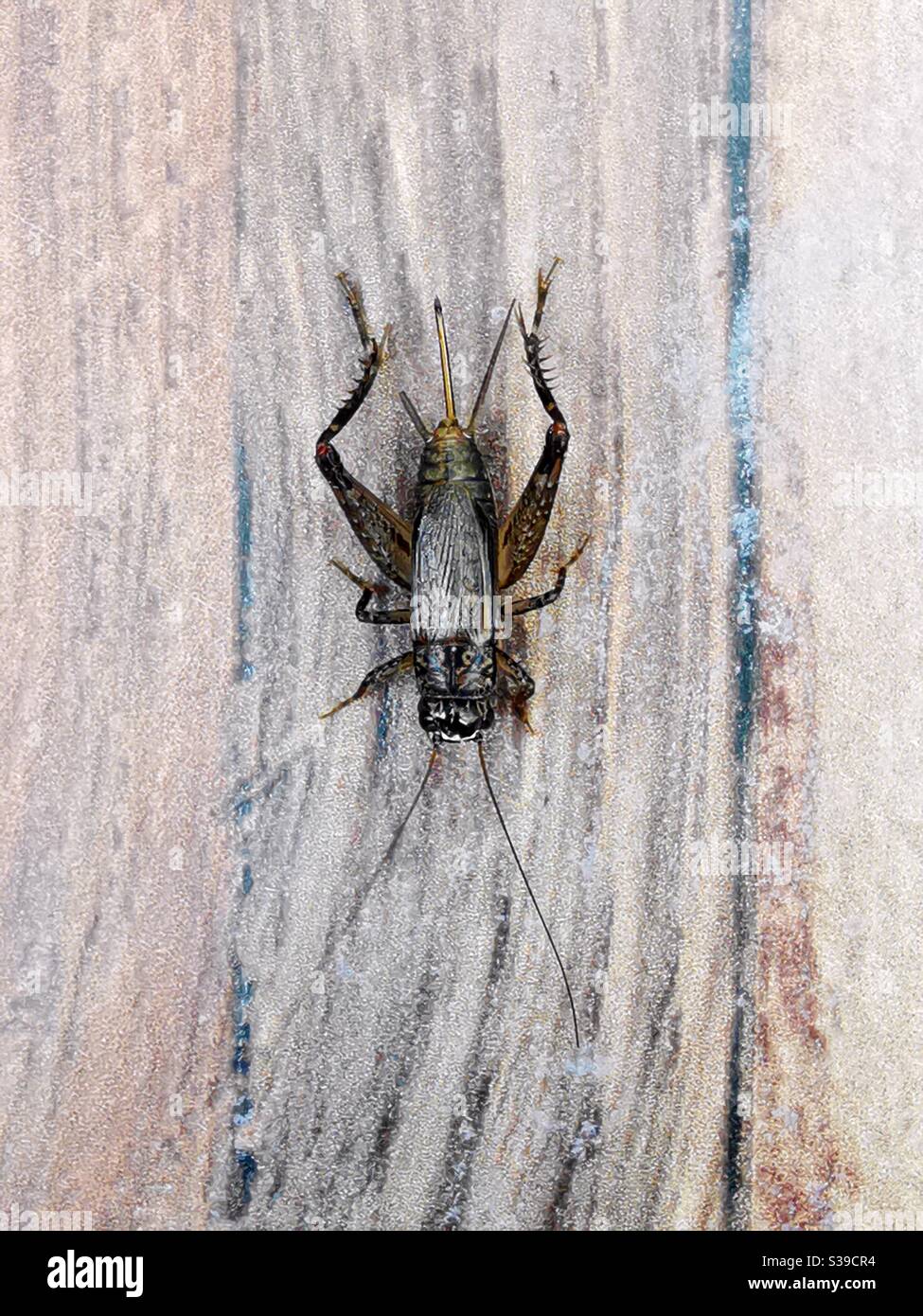 Nahaufnahme eines Cricket. Stockfoto