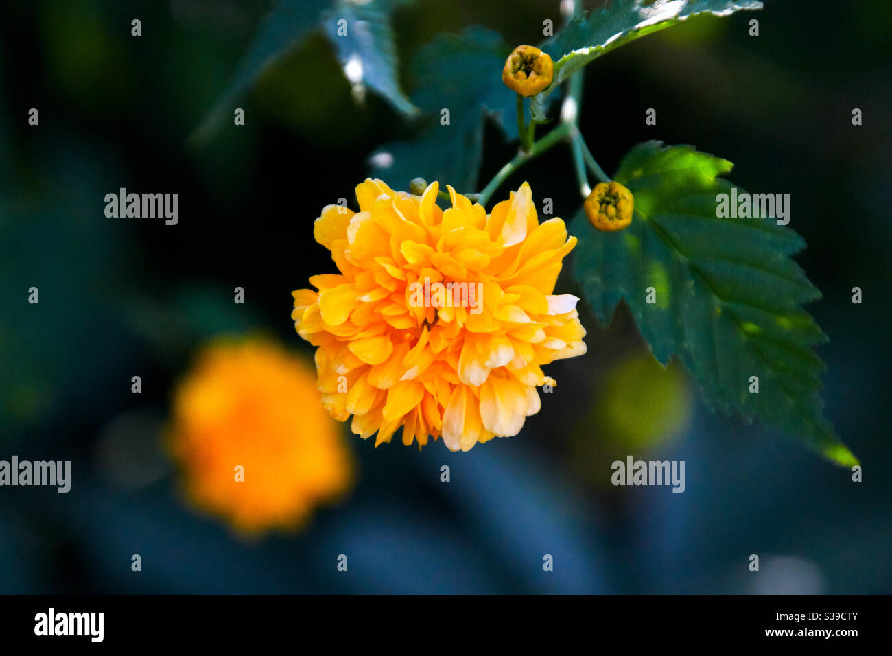 Gelbe Ranunculus Blüten, geschlossen und offen vor grünen Blättern und Ästen und Copyspace am Rand Stockfoto