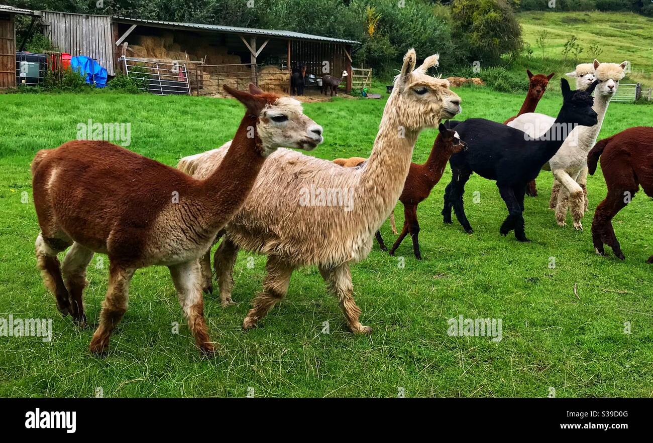 Alpaca Erlebnis - Smartphone-aufgenommenes Stockfoto