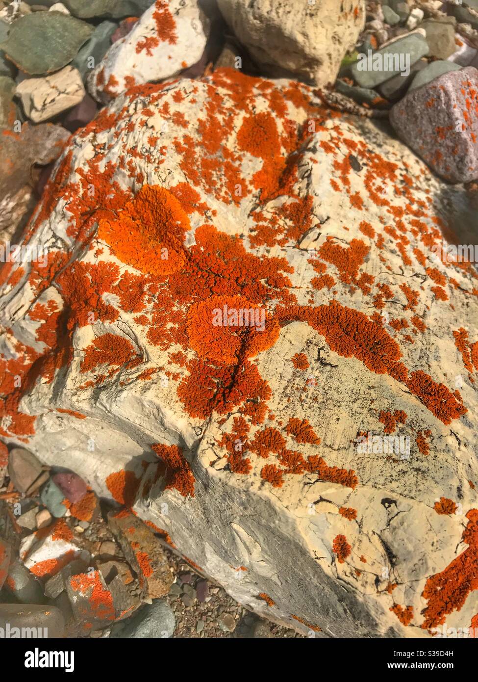 Orangefarbene Flechten auf einem Felsen im Glacier National Park Stockfoto