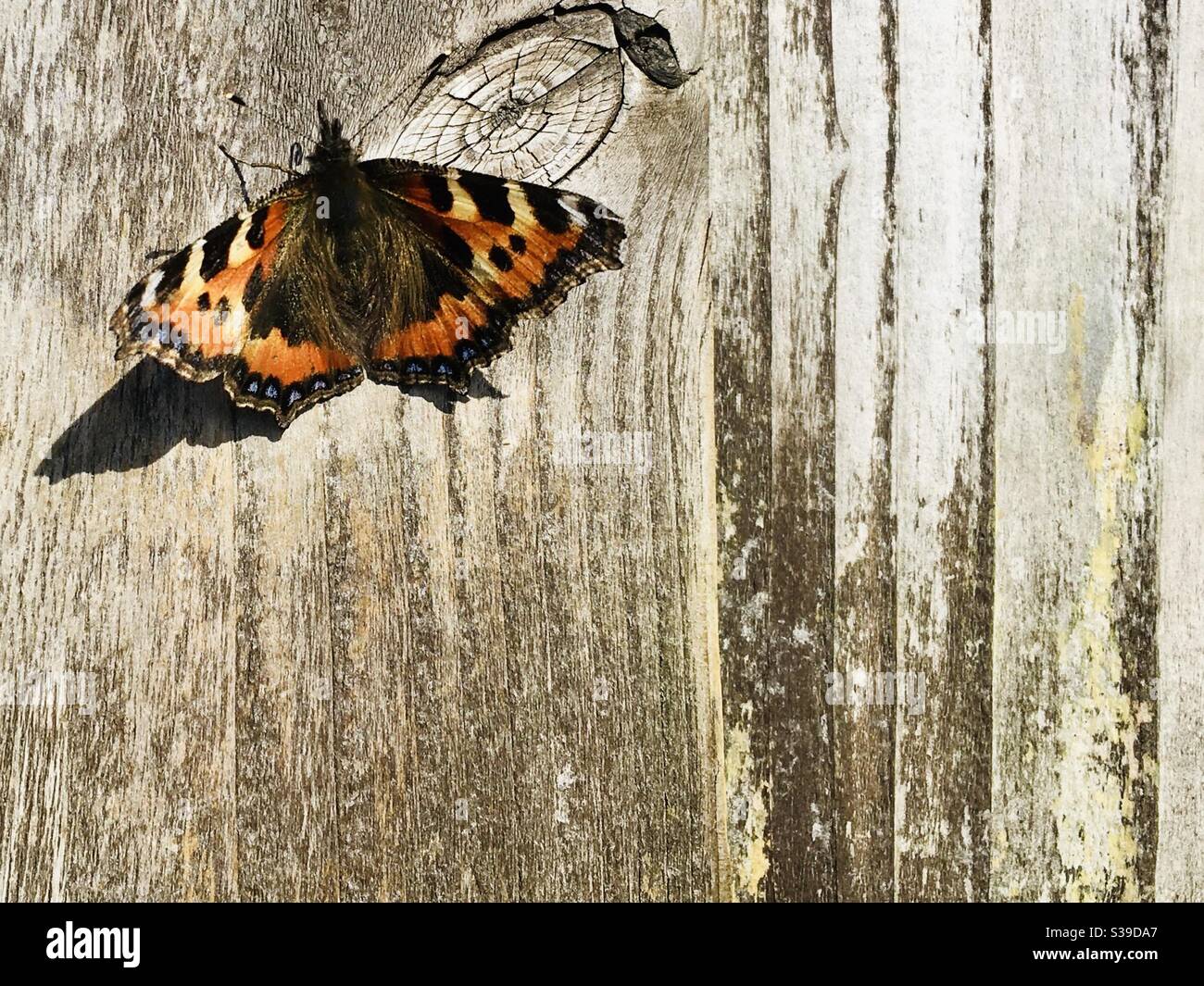Schöner Schildkrötenschellfalter auf einem rustikalen schäbigen Holzgartenzaun. Schmetterling links mit Platz für Text unten und rechts Stockfoto