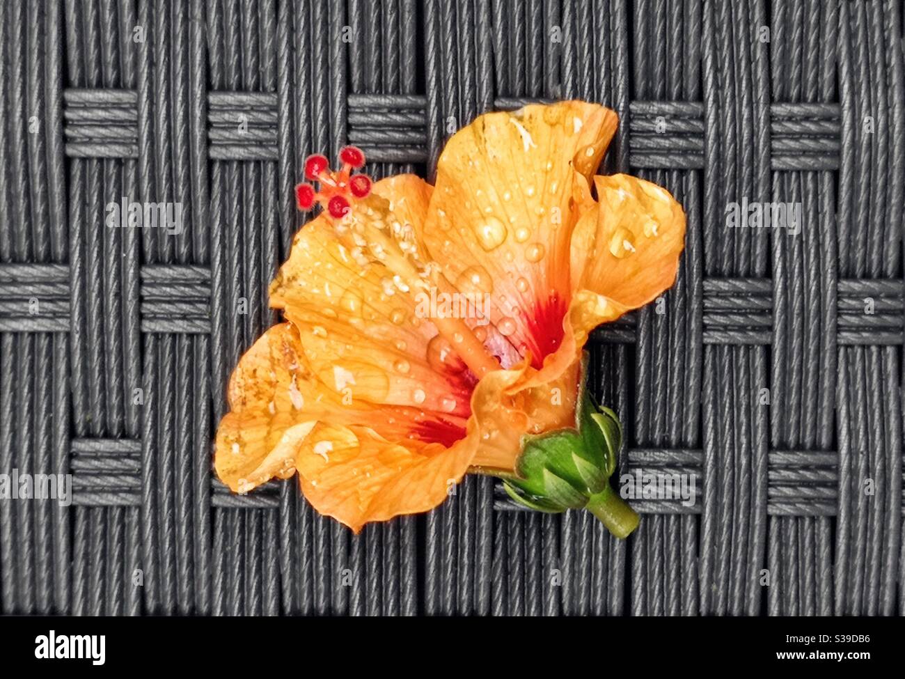 Nahaufnahme von hübschen orangen und roten Blüten mit Regentropfen - Smartphone-aufgenommenes Stockfoto