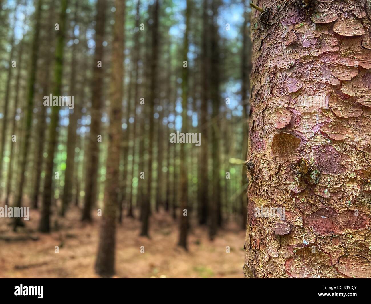 Nahaufnahme von Baumrinde mit verschwommenem Wald im Hintergrund - Smartphone-aufgenommenes Stockfoto