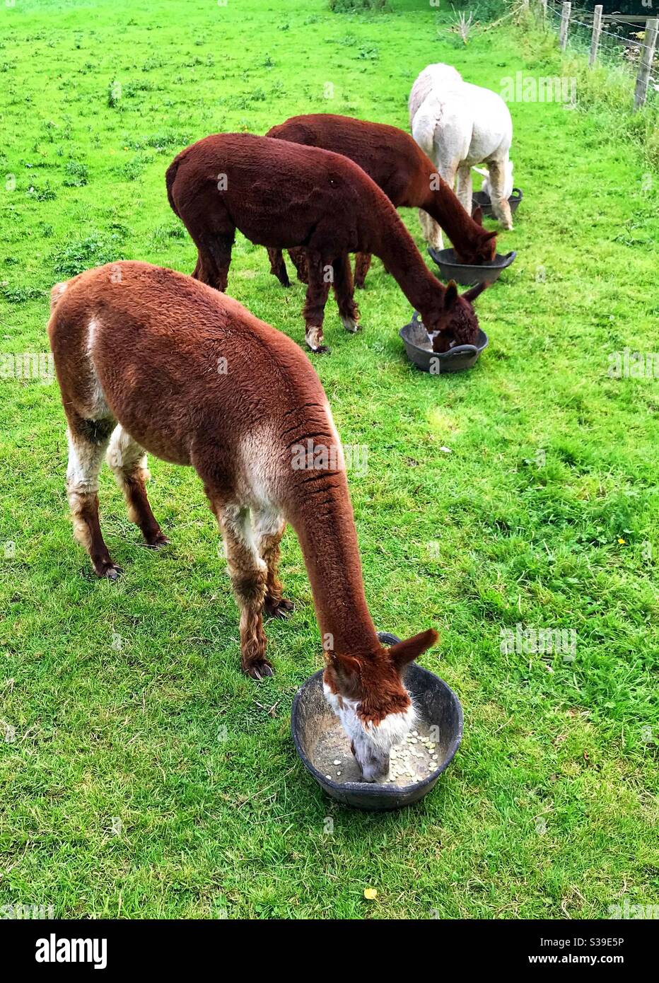 Alpaca Erlebnis - Smartphone-aufgenommenes Stockfoto