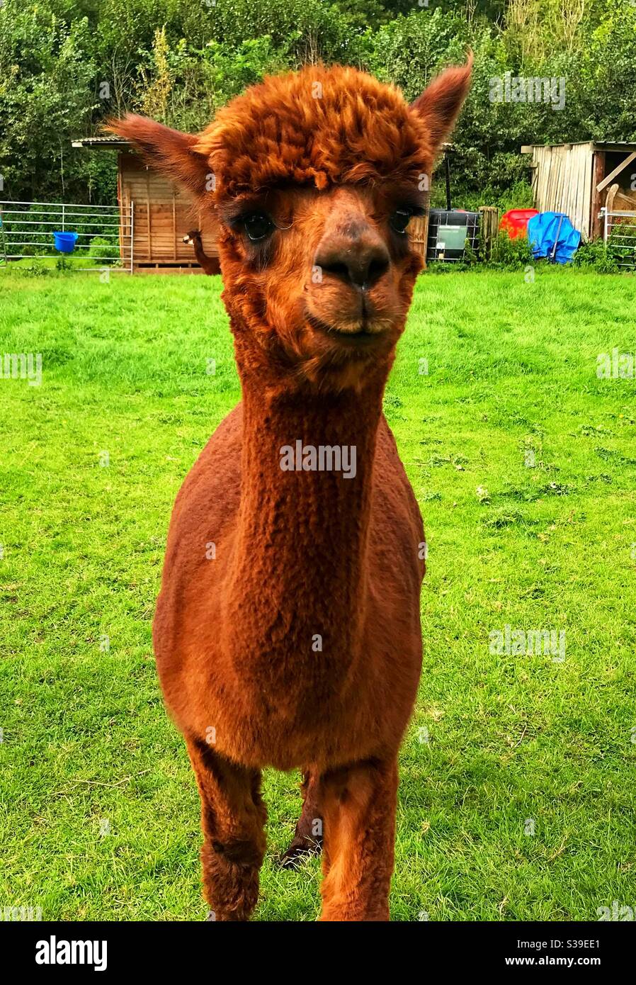 Alpaca Erlebnis - Smartphone-aufgenommenes Stockfoto