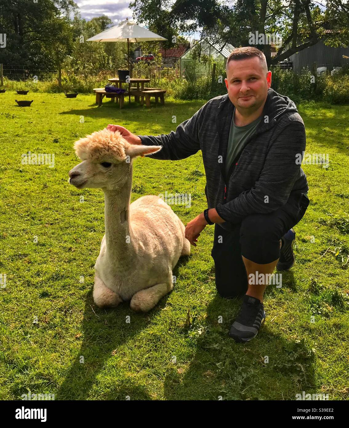 Alpaca Erlebnis - Smartphone-aufgenommenes Stockfoto