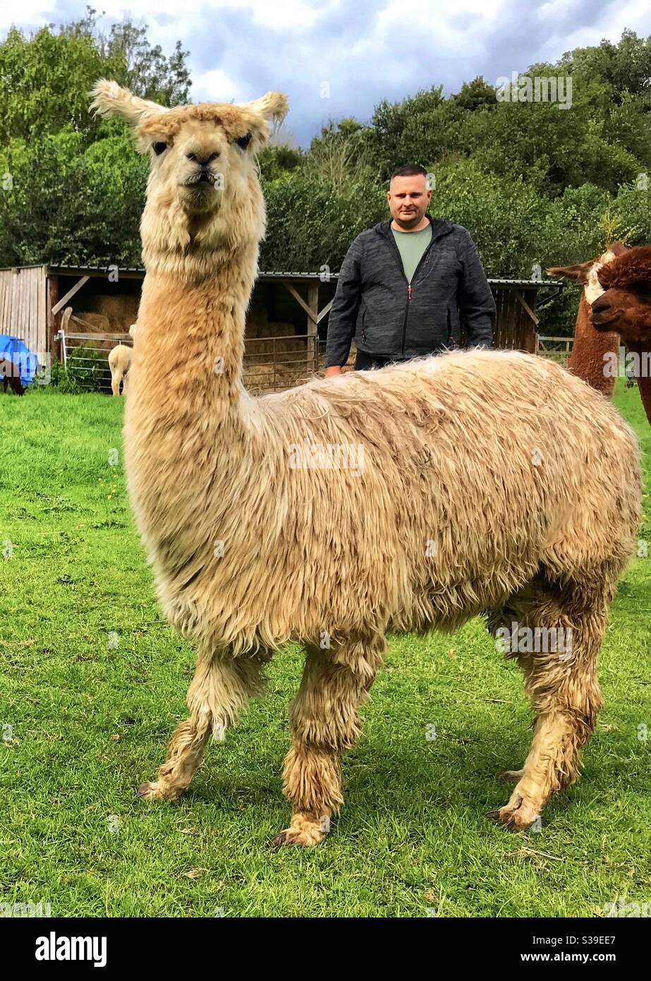 Alpaca Erlebnis - Smartphone-aufgenommenes Stockfoto