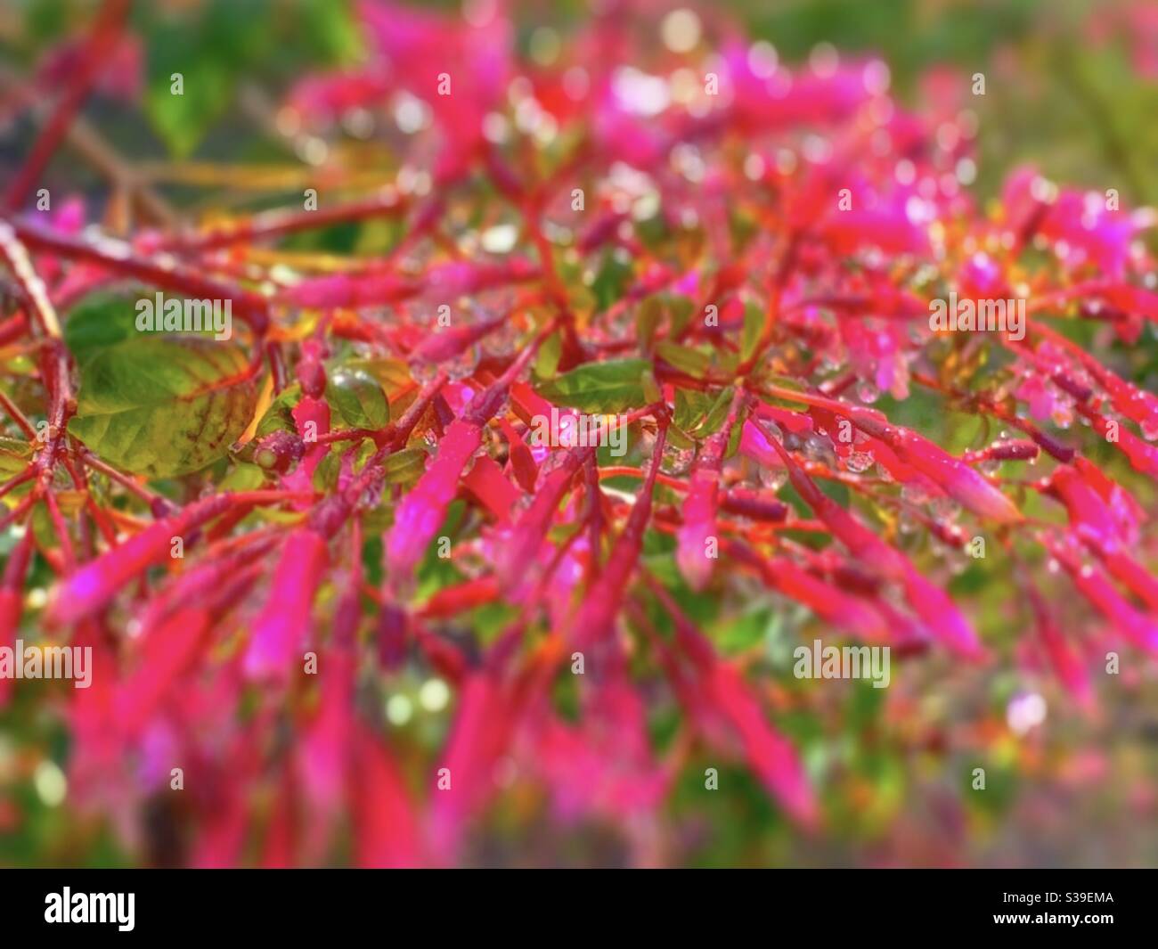 Cestrum elegans nach dem Regen / 毛莖夜來香樹 Stockfoto