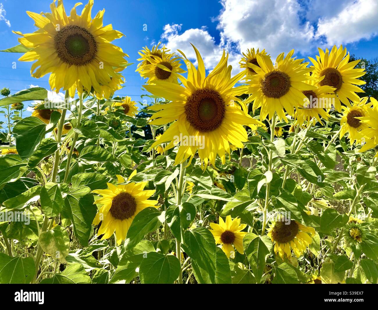 Sonnenblumen Stockfoto