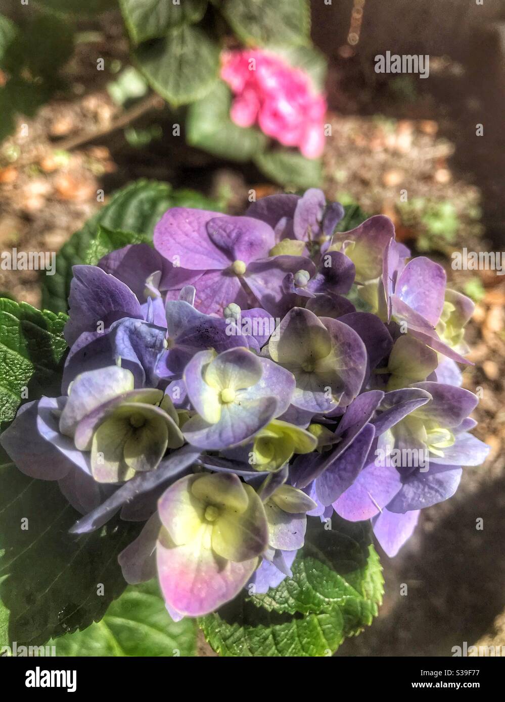 Hortensien blühen im Garten - Smartphone-aufgenommenes Stockfoto