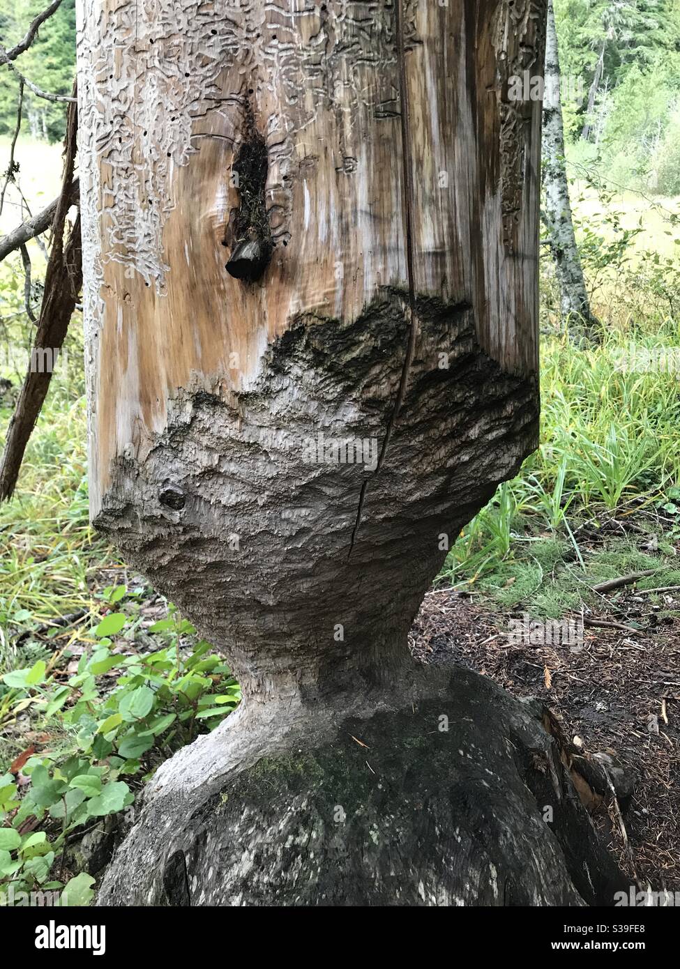 Balancing Biber Tree - Smartphone-aufgenommenes Stockfoto