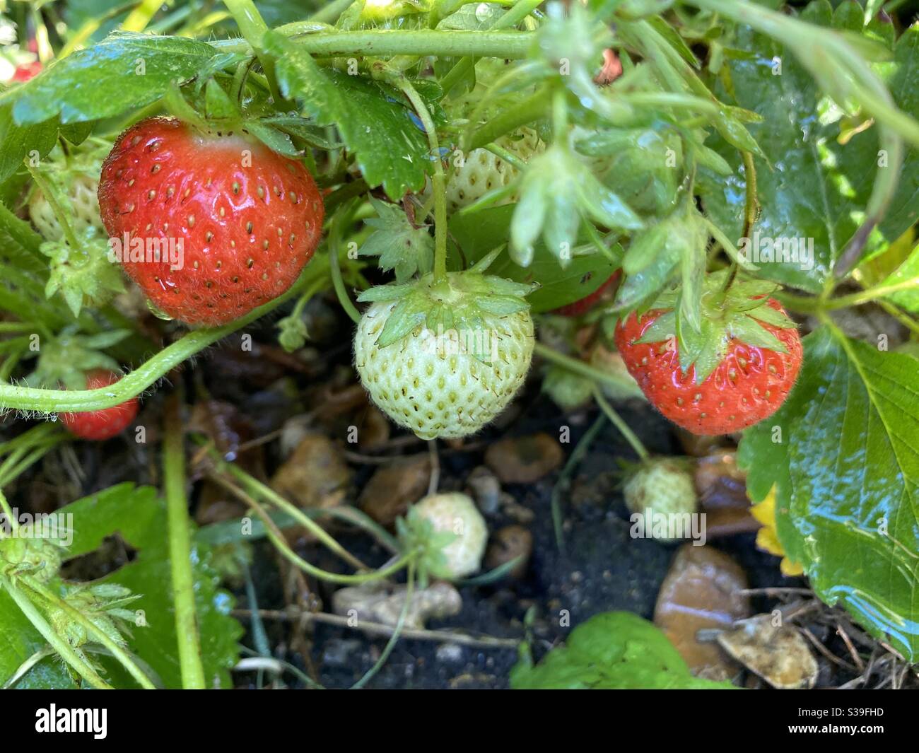 Erdbeeren in der Saison Stockfoto