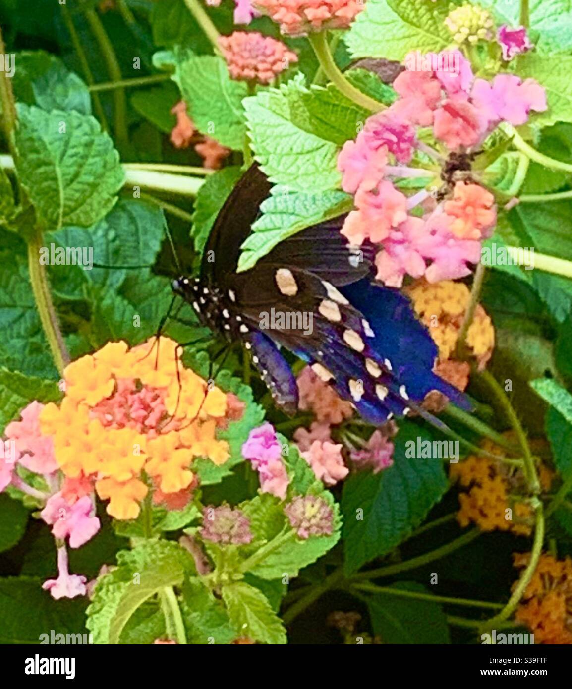 Schmetterling und Blumen Stockfoto