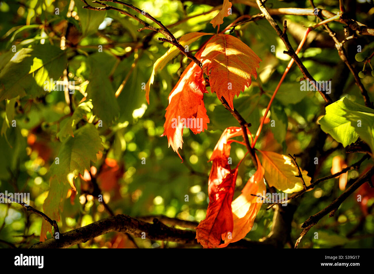 Helle Herbstfarben auf Baumblättern Stockfoto