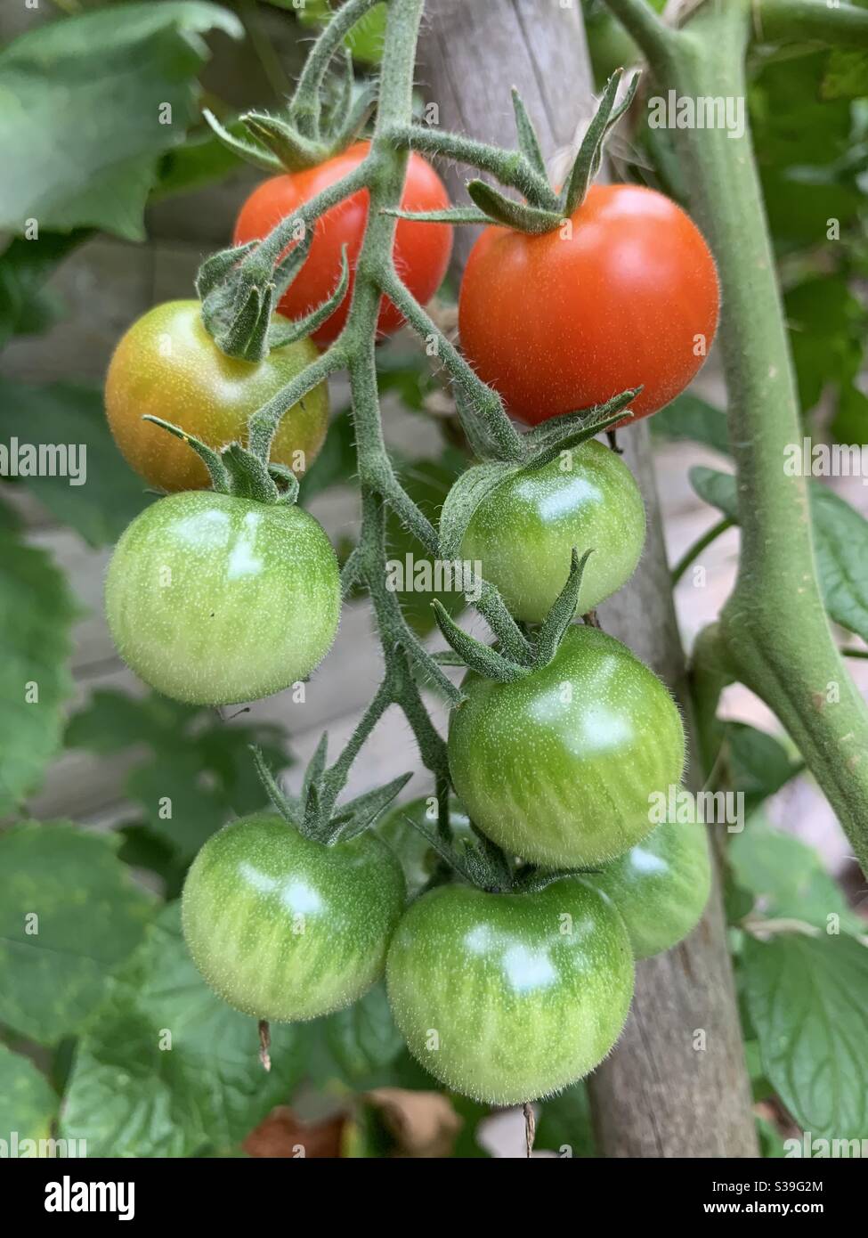 Im Garten auf der Weinrebe angebaute Tomaten. - Smartphone-aufgenommenes Stockfoto