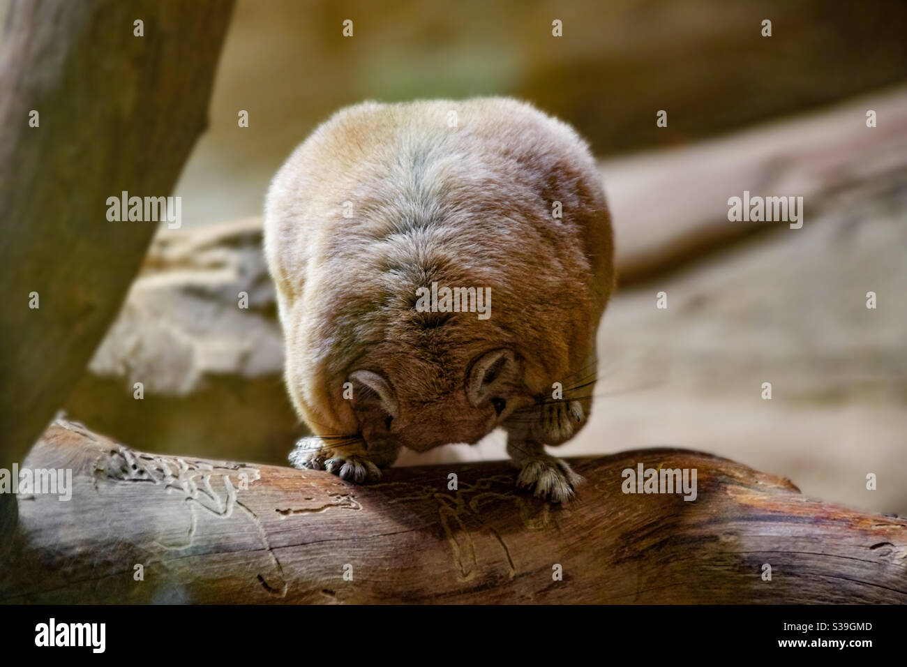 Eine mongolische Gerbil-Rennratte, latain Meriones unguiculatus, sitzt auf einem Stamm und putzt ihr Fell Stockfoto