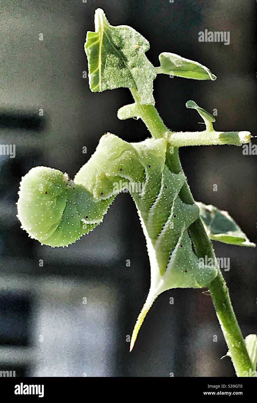 Grüne Raupe, ein Tabakhornwurm, Manduca sexta - Smartphone-aufgenommenes Stockfoto