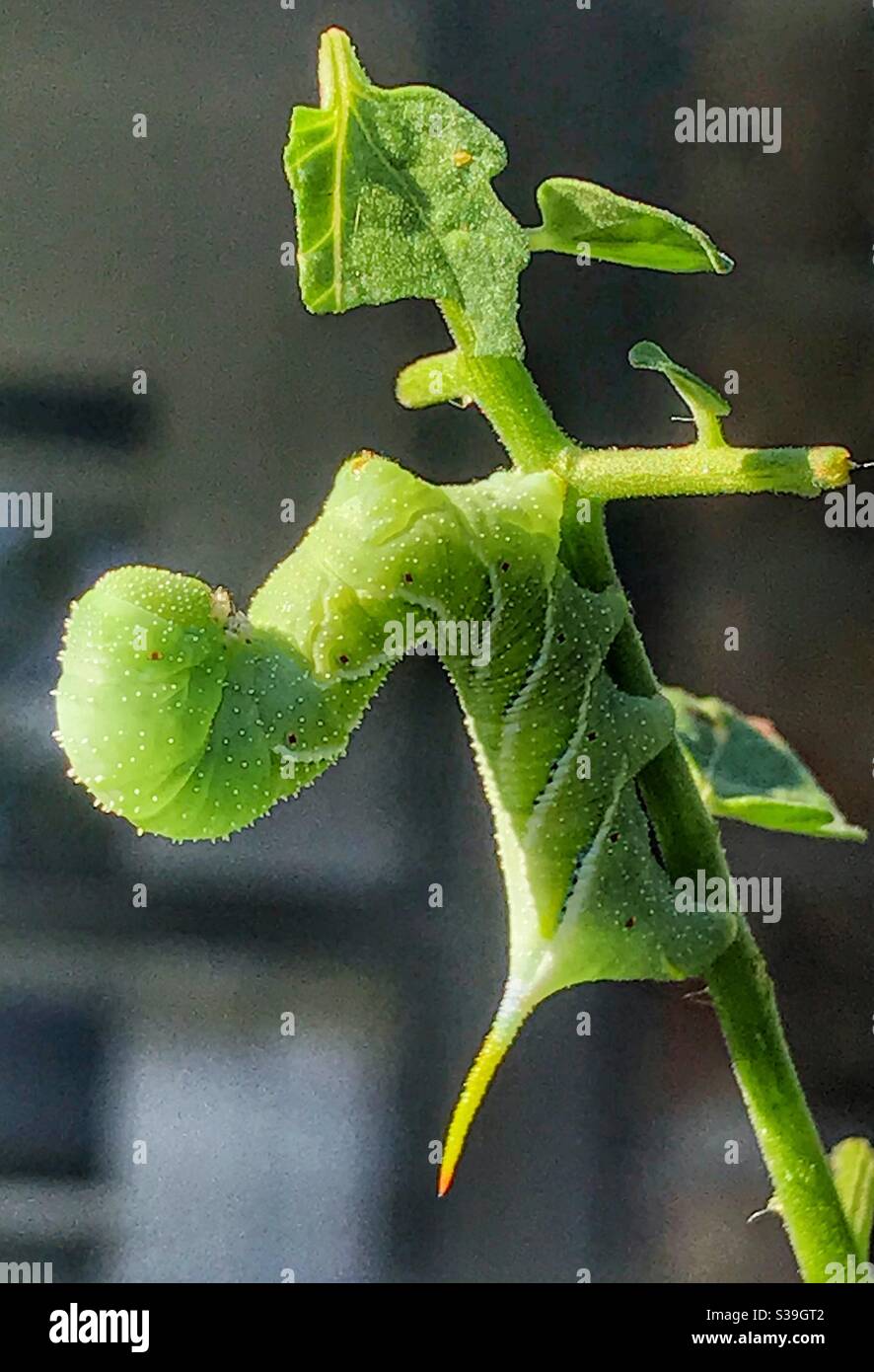 Grüne Raupe, ein Tabakhornwurm, Manduca sexta, Nahaufnahme - Smartphone-aufgenommenes Stockfoto