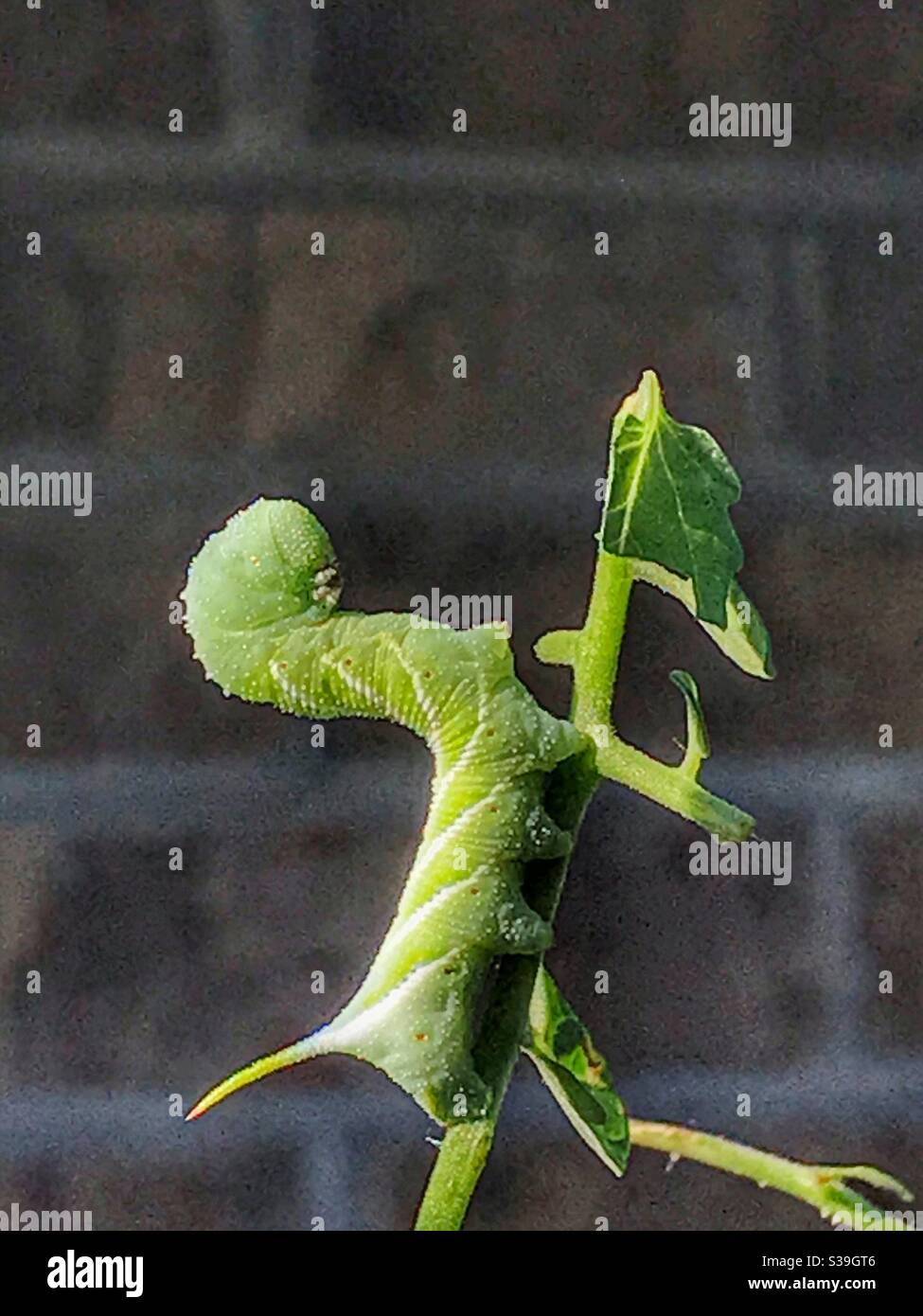 Grüne Raupe, ein Tabakhornwurm, Manduca sexta, auf einer Tomatenpflanze - Smartphone-aufgenommenes Stockfoto