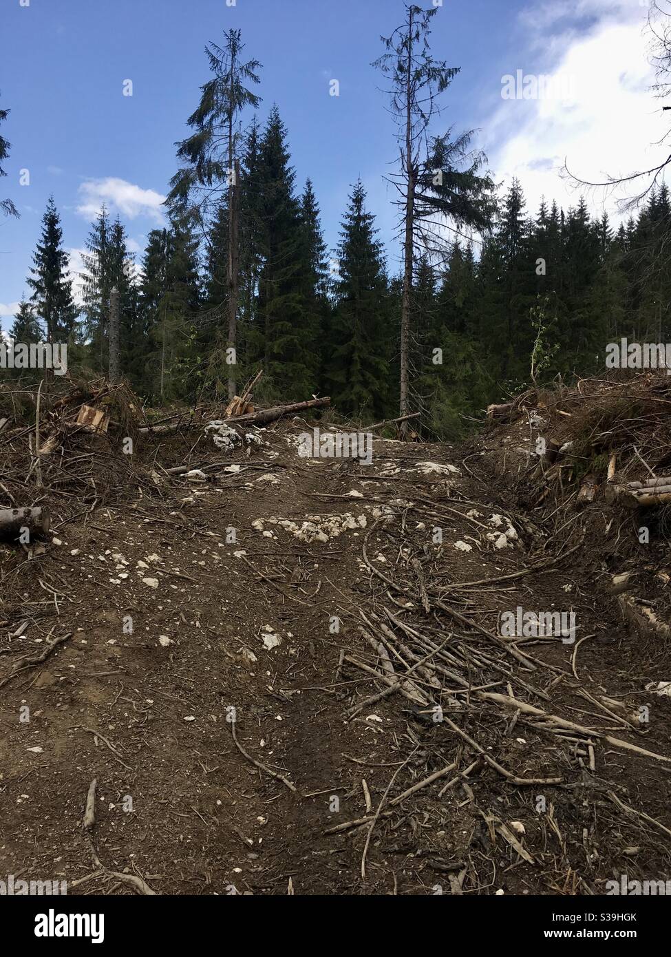 Erdrutsch durch Entwaldung in den rumänischen Karpaten Stockfoto