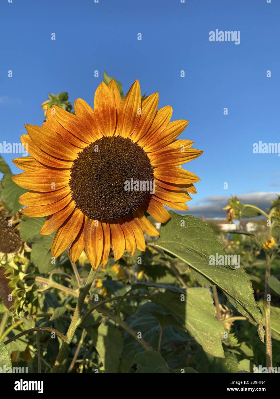 Bronzefarbene Sonnenblume Stockfoto