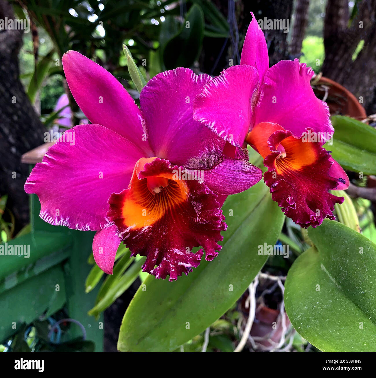 Schöne farbige Orchidee, die draußen auf einem Baum wächst. - Smartphone-aufgenommenes Stockfoto