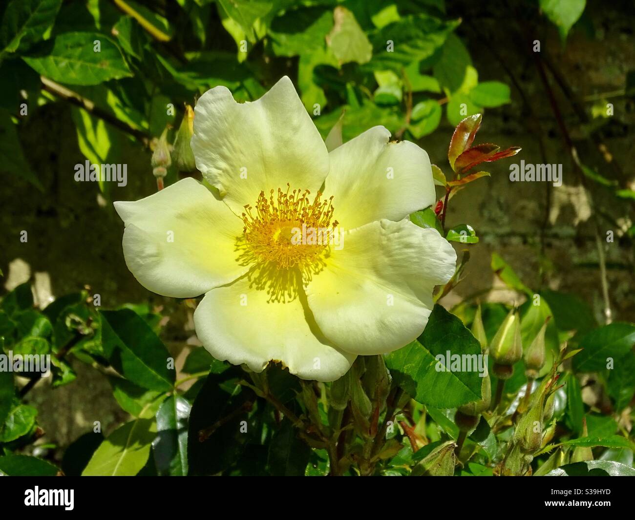 Schöne einzelne gelbe Rose im Garten im Frühherbst Stockfoto