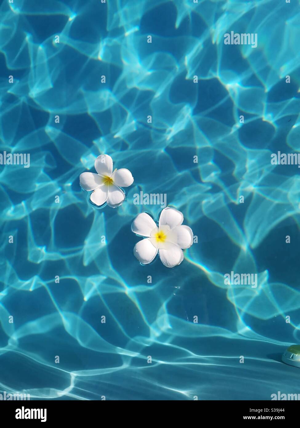 Zwei Frangipani-Blüten schweben in türkisblauem Wasser Stockfoto