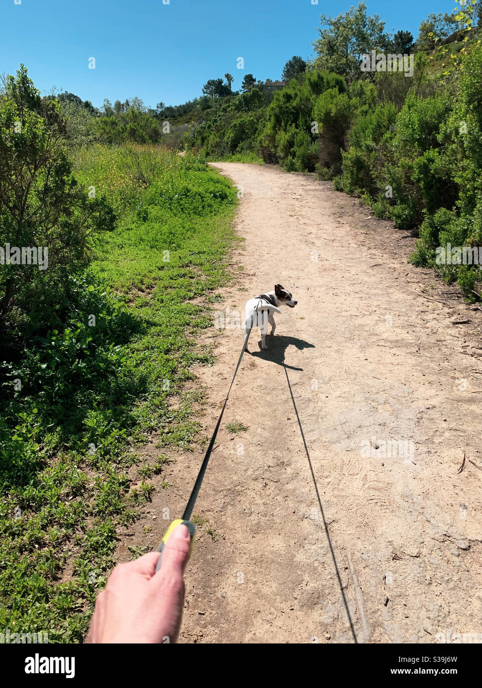 POV der Frau Hand hält an der Leine mit einem kleinen Hund den Weg auf einer Spur unter einem blauen Himmel. Stockfoto