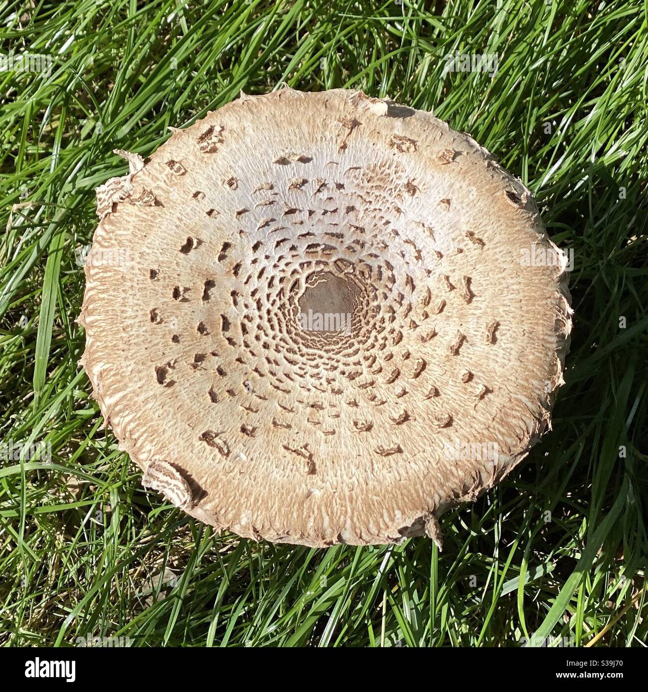 Pilzflat aus dem RSPB Burton Mere Wetlands Nature Reserve, Cheshire, UK. Ca. 15 cm im Durchmesser. Stockfoto