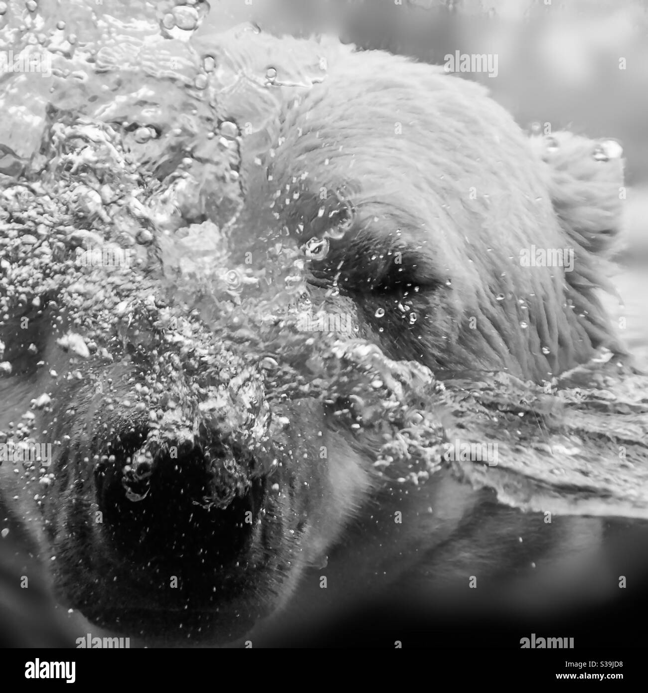 Eisbär spritzt, der Kopf wirbelt Wasser und Luftblasen, schwarz und weiß Stockfoto