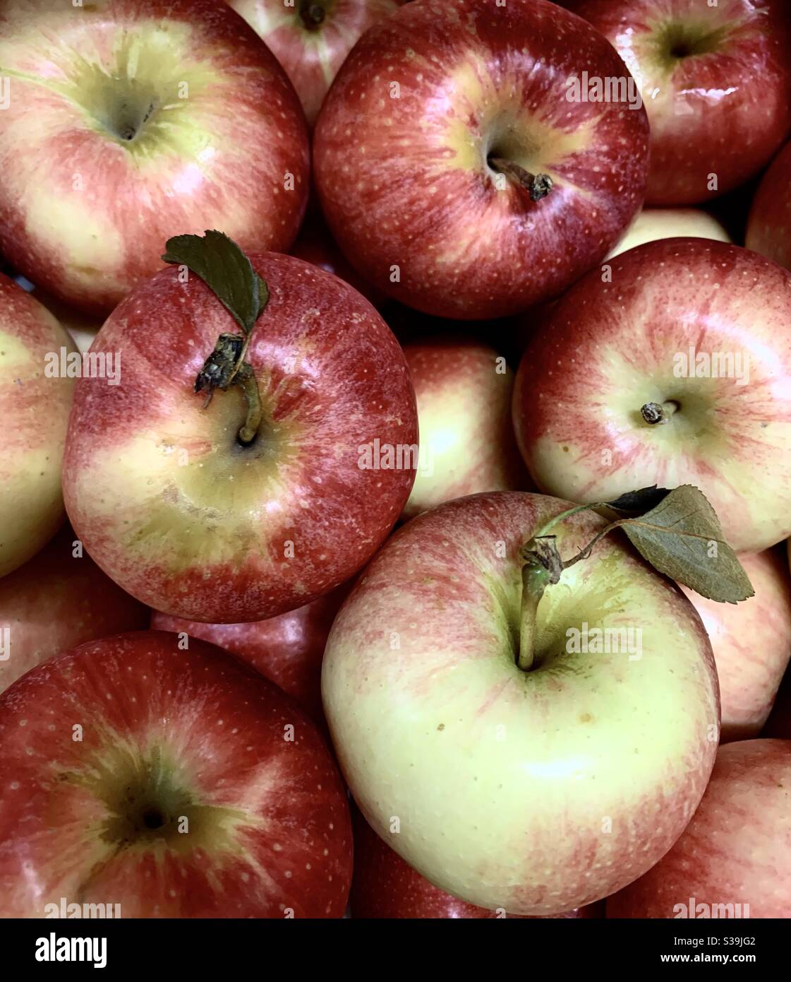 Gala Äpfel Stockfoto