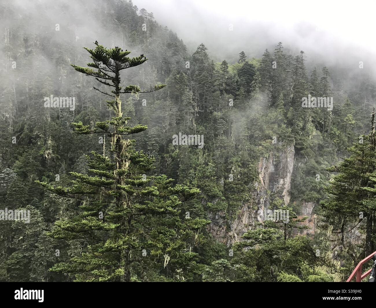Kiefernwälder in Yunnan, China, in Wolken getaucht Stockfoto