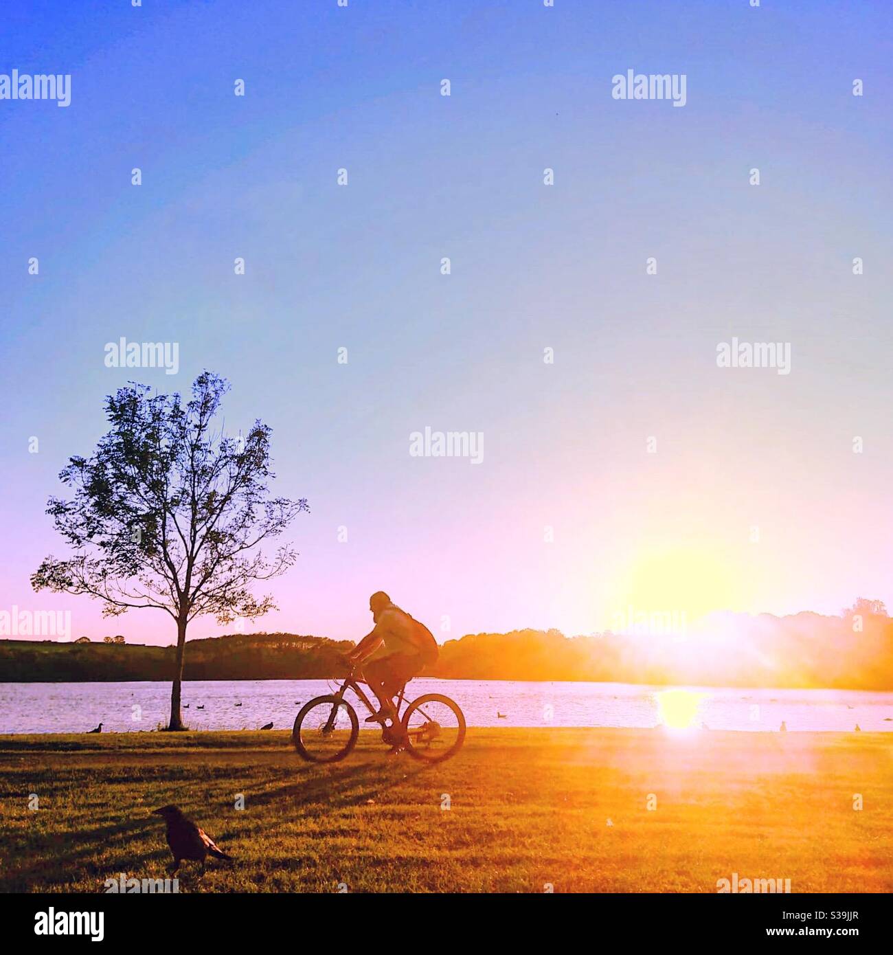 Ein Foto mit Filtern eines Mannes, der bei Sonnenuntergang durch einen Park radelt, an einem See vorbei. Stockfoto