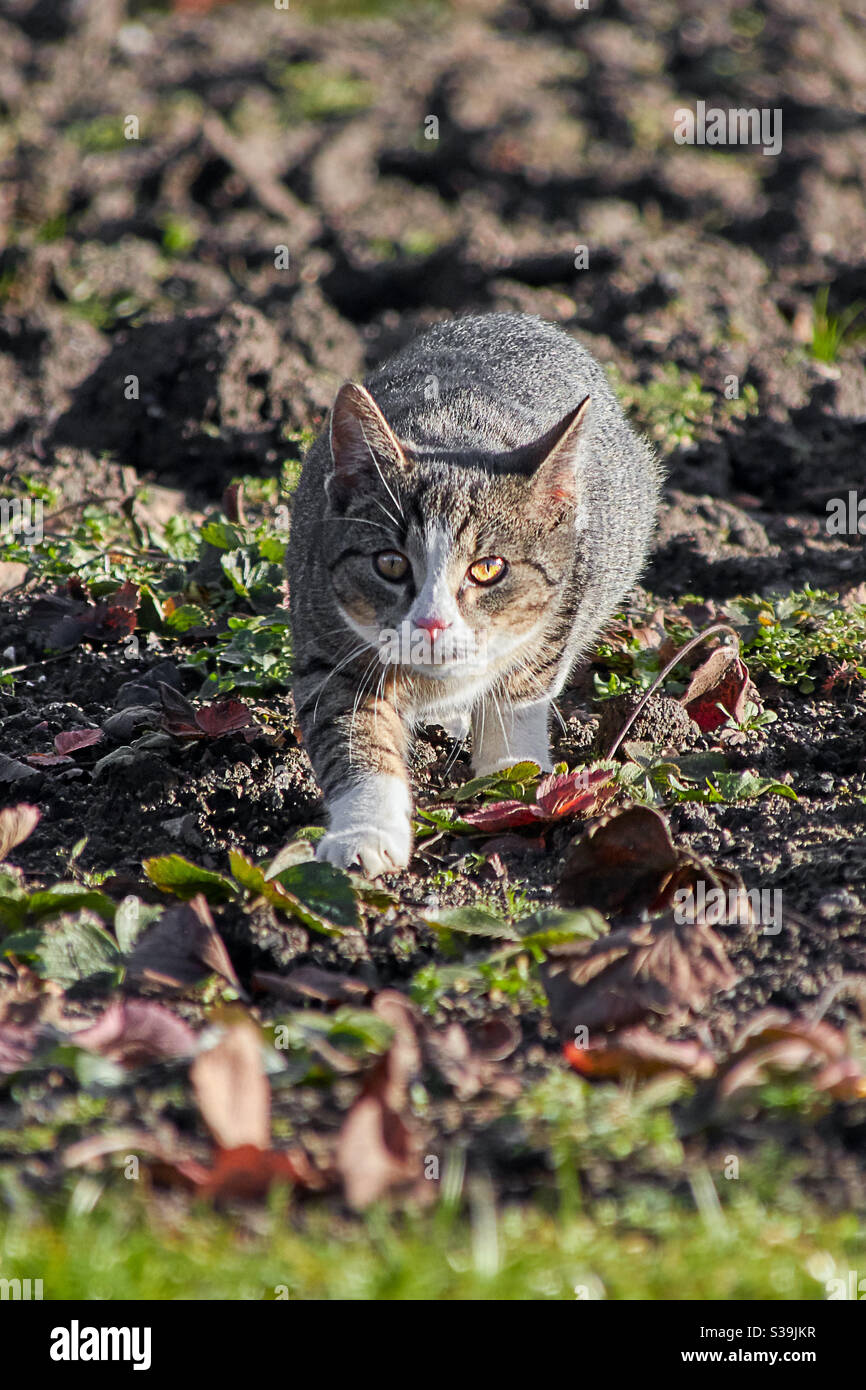 Eine grau gestromte Katze geht in einem Feld direkt auf die Kamera zu. Sie blickt mit ihren grün leuchtenden Augen direkt in die Kamera Stockfoto