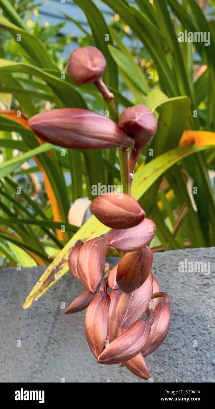 Ein Stamm von Bronze roten Cymbidium Orchideenknospen hängen nach unten Über einer Haltewand - Smartphone-aufgenommenes Stockfoto