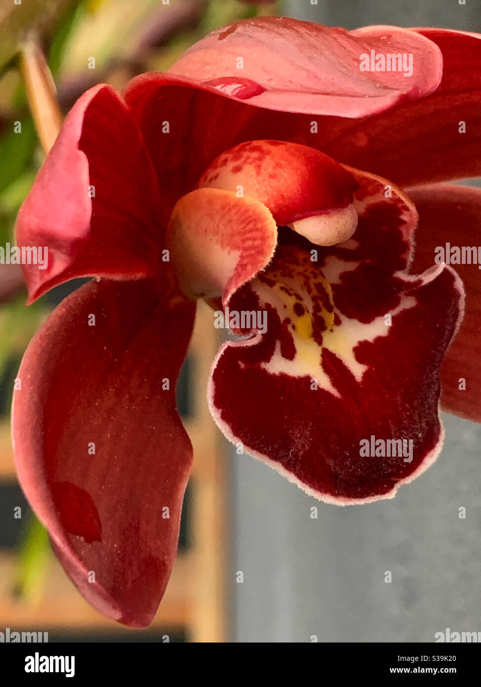 Nahaufnahme der Orchidee - Smartphone-aufgenommenes Stockfoto