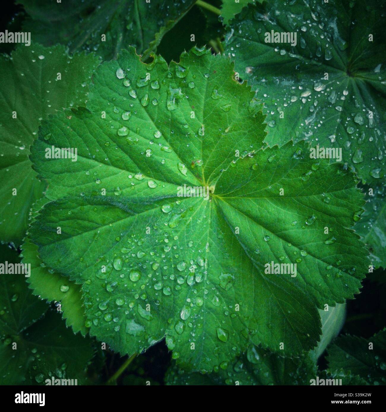 Regentropfen auf Pflanzenblatt. Stockfoto