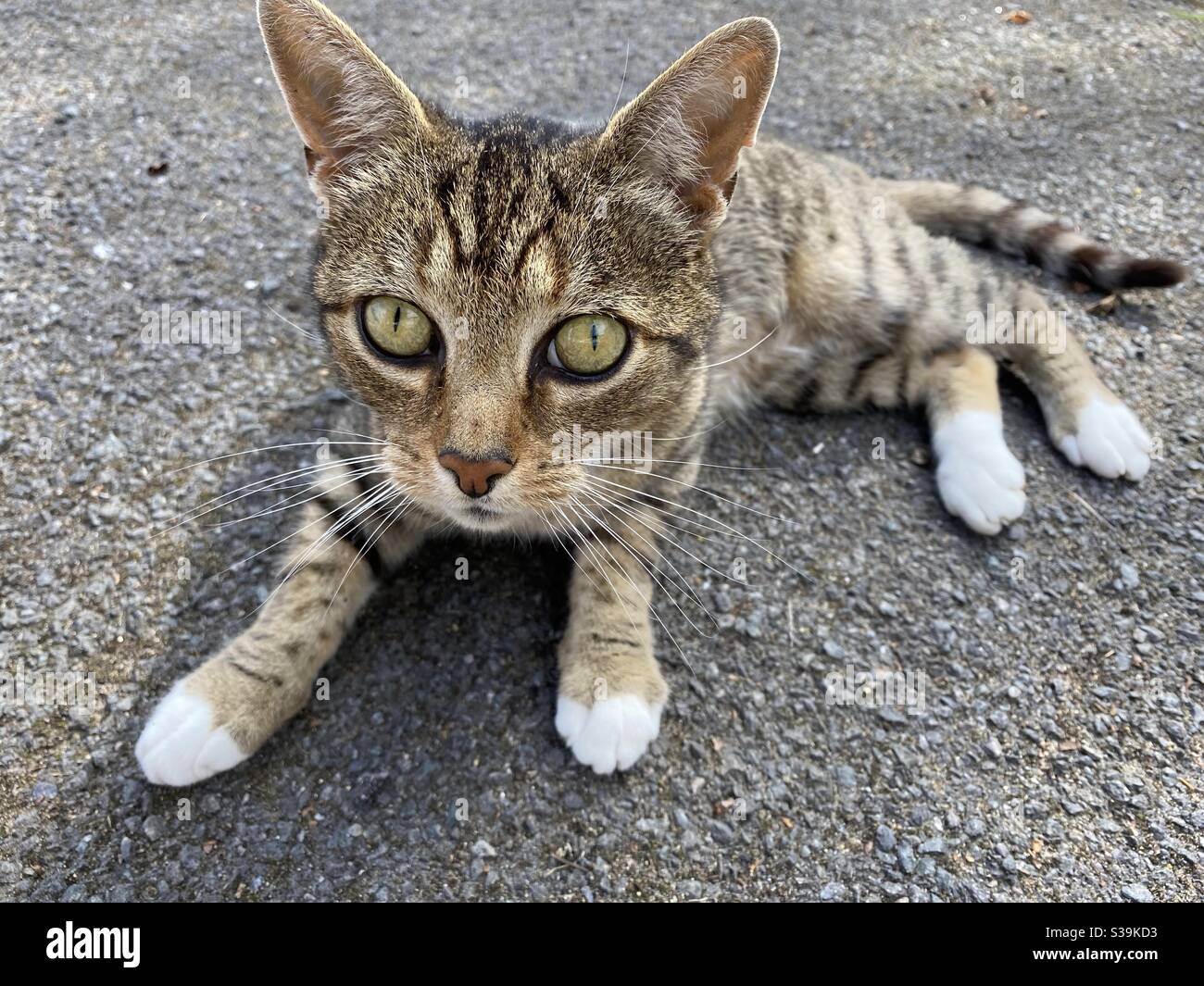 Entspannte Katze Stockfoto