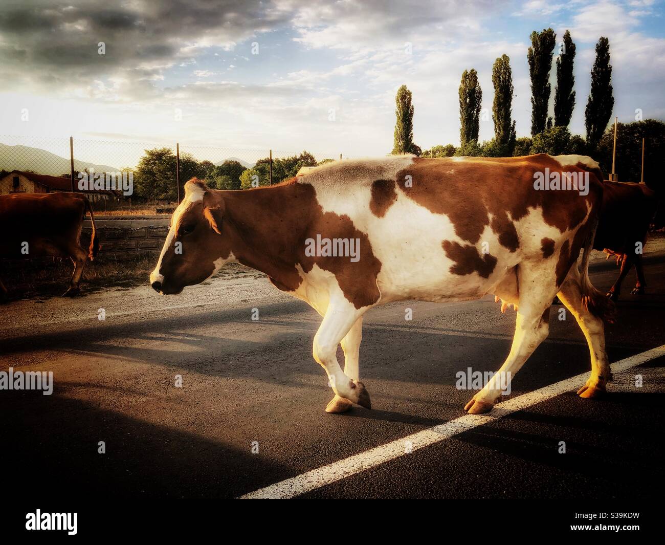 Kuh, die beim Überqueren der Straße Stockfoto