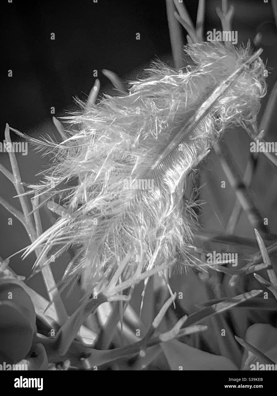 Weiße Feder Stockfoto