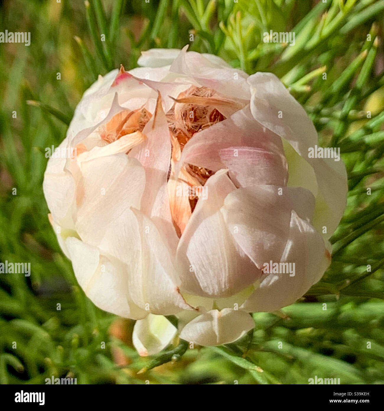 Runde cremig pfirsichfarbenen protea Blume über zu platzen öffnen - Smartphone-aufgenommenes Stockfoto