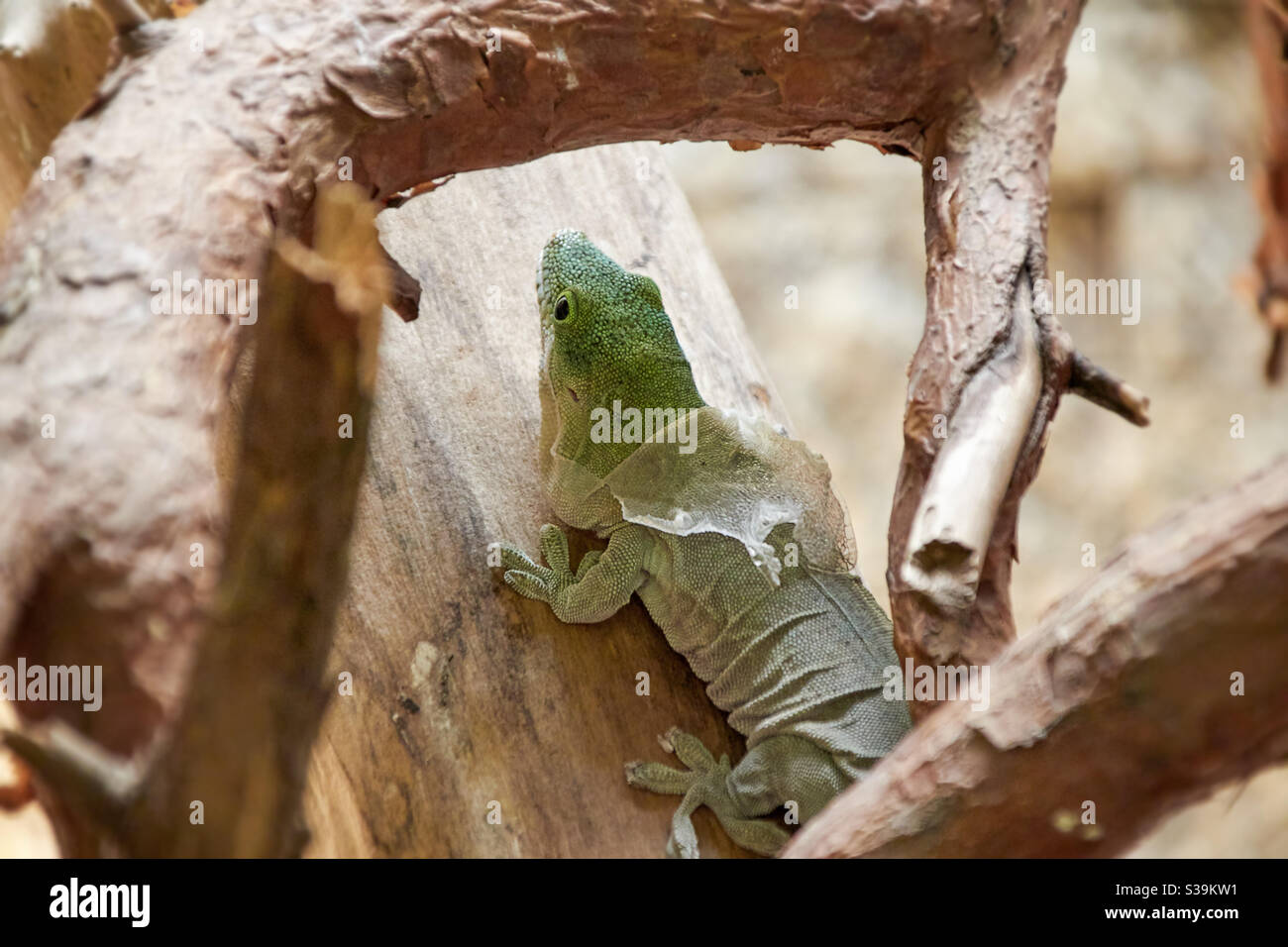 Eine grüne Eidechse wird gerade auf einem Holzzweig enthäutet Stockfoto